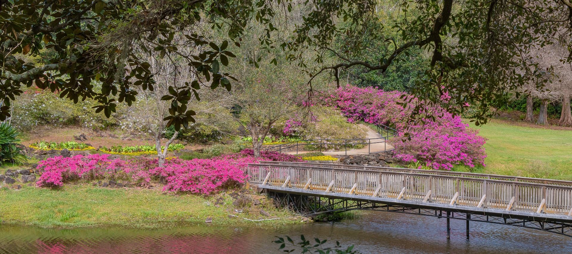 Small river with bridge surrounded by nicely cut grass, trees, and bushes with bright pink flowers